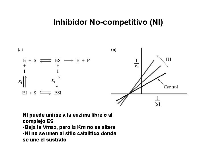 Inhibidor No-competitivo (NI) NI puede unirse a la enzima libre o al complejo ES