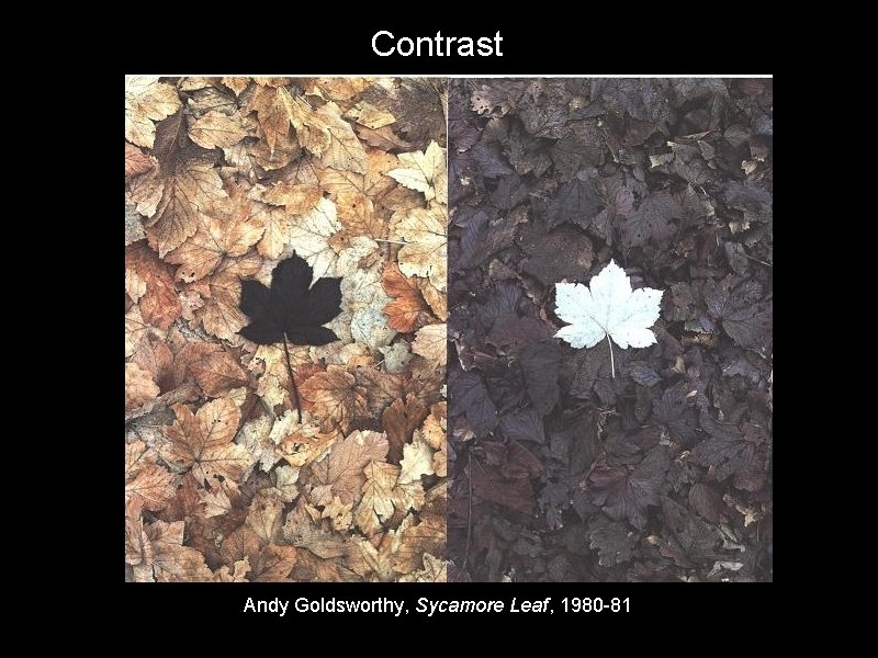 Contrast Andy Goldsworthy, Sycamore Leaf, 1980 -81 