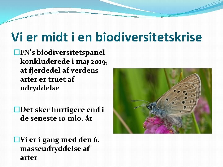 Vi er midt i en biodiversitetskrise �FN’s biodiversitetspanel konkluderede i maj 2019, at fjerdedel