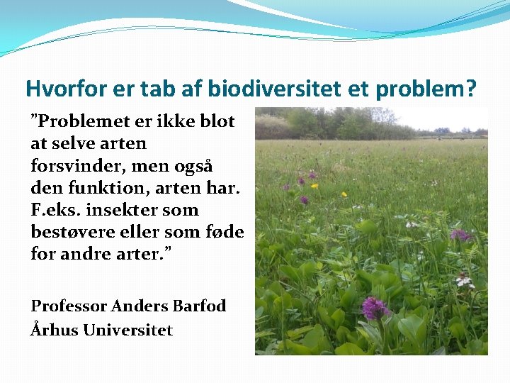 Hvorfor er tab af biodiversitet et problem? ”Problemet er ikke blot at selve arten