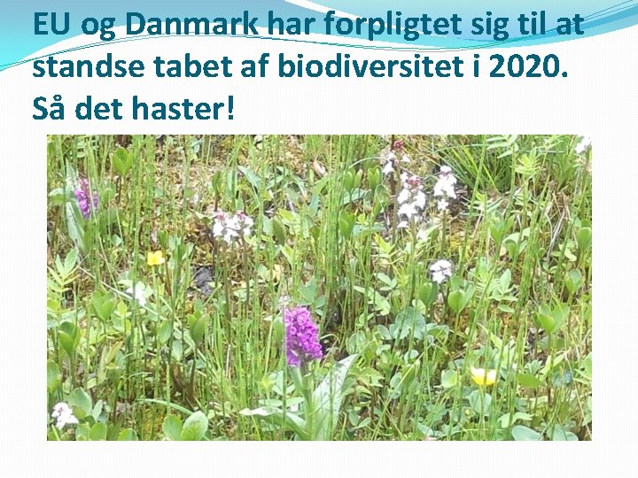 EU og Danmark har forpligtet sig til at standse tabet af biodiversitet i 2020.