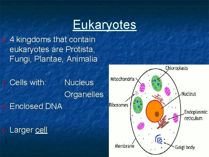 Eukaryotes 4 kingdoms that contain eukaryotes are Protista, Fungi, Plantae, Animalia Cells with: Enclosed