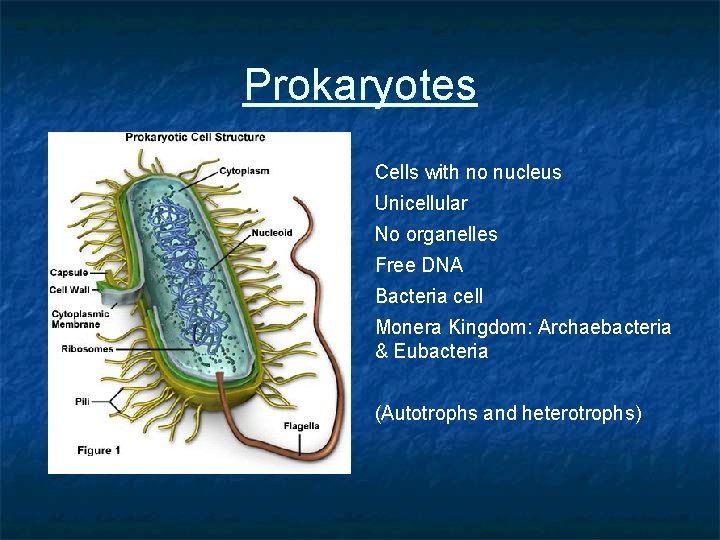 Prokaryotes Cells with no nucleus Unicellular No organelles Free DNA Bacteria cell Monera Kingdom: