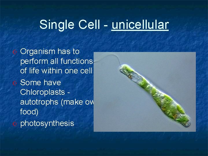 Single Cell - unicellular Organism has to perform all functions of life within one