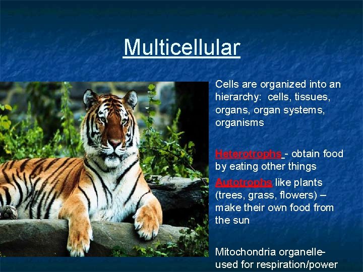 Multicellular Cells are organized into an hierarchy: cells, tissues, organ systems, organisms Heterotrophs -