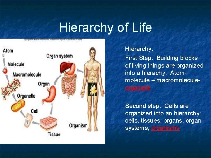 Hierarchy of Life Hierarchy: First Step: Building blocks of living things are organized into