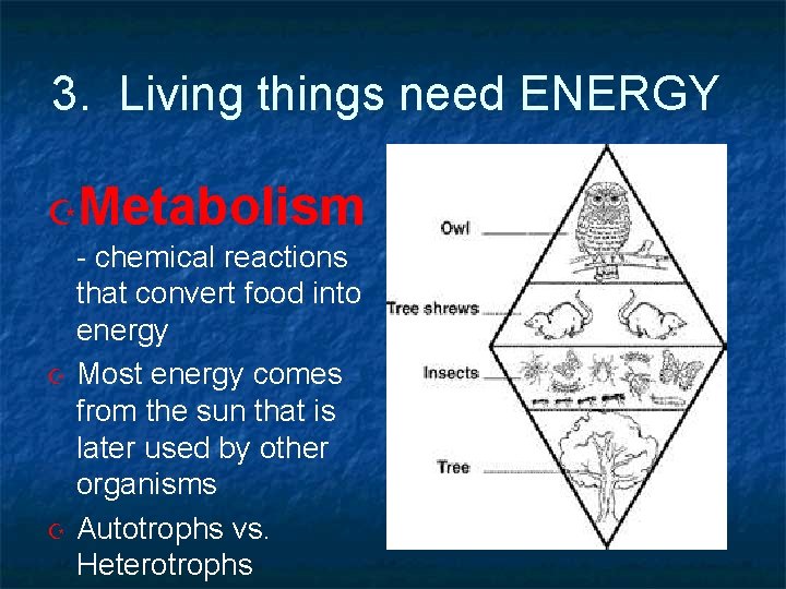 3. Living things need ENERGY Metabolism - chemical reactions that convert food into energy