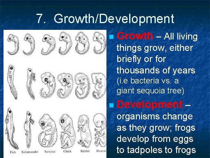7. Growth/Development n Growth – All living things grow, either briefly or for thousands