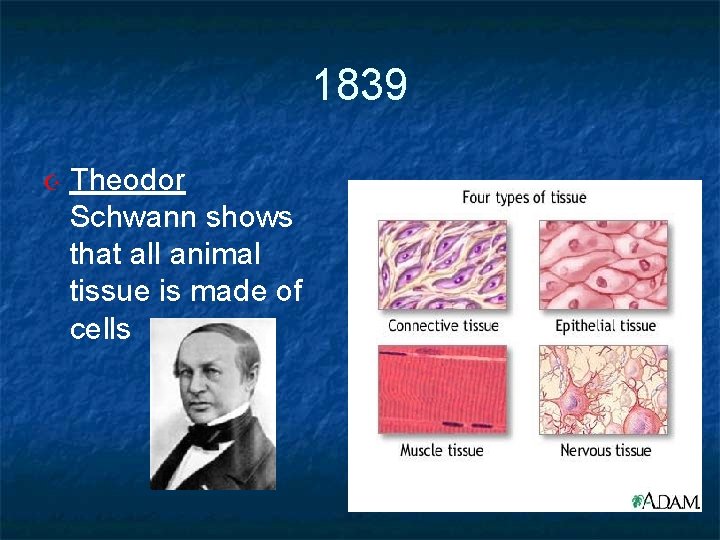 1839 Theodor Schwann shows that all animal tissue is made of cells 