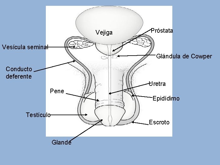 Vejiga Próstata Vesícula seminal Glándula de Cowper Conducto deferente Uretra Pene Epidídimo Testículo Escroto