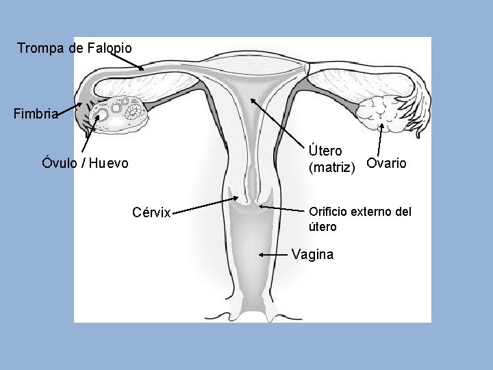 Trompa de Falopio Fimbria Útero (matriz) Ovario Óvulo / Huevo Cérvix Orificio externo del