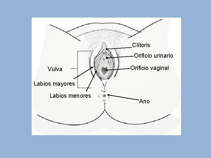 Clítoris Orificio urinario Vulva Orificio vaginal Labios mayores Labios menores Ano 