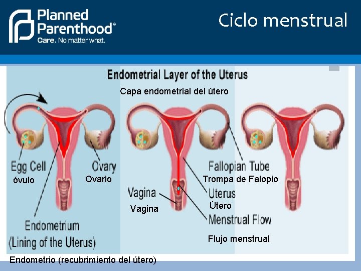 Ciclo menstrual Capa endometrial del útero óvulo Ovario Trompa de Falopio Vagina Útero Flujo