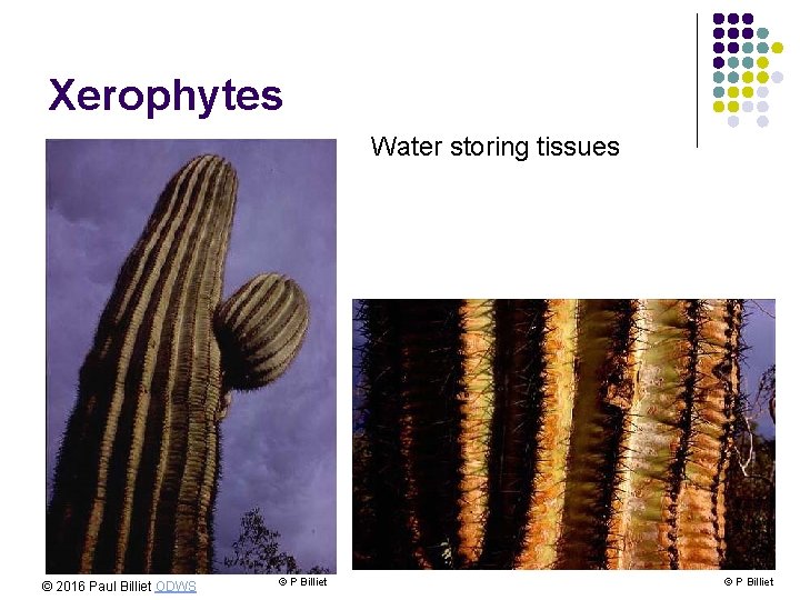 Xerophytes Water storing tissues © 2016 Paul Billiet ODWS © P Billiet 