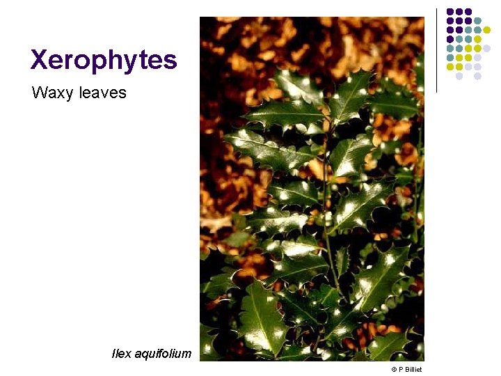 Xerophytes Waxy leaves Ilex aquifolium © P Billiet 