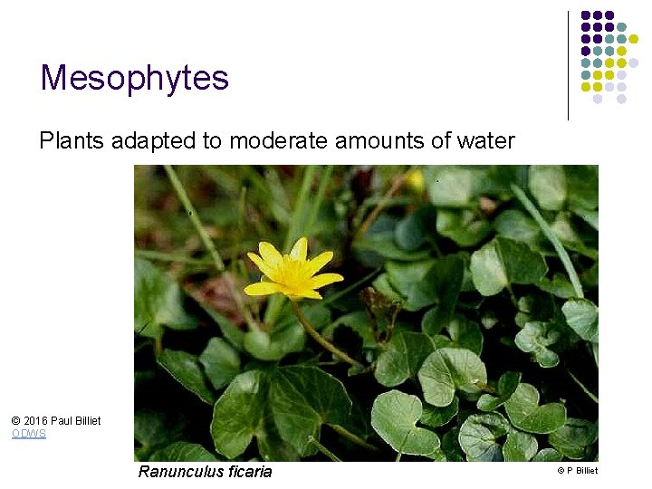 Mesophytes Plants adapted to moderate amounts of water © 2016 Paul Billiet ODWS Ranunculus