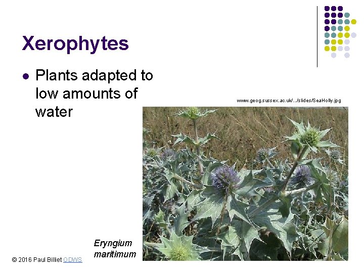 Xerophytes l Plants adapted to low amounts of water © 2016 Paul Billiet ODWS