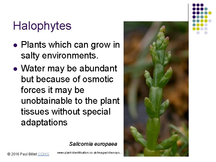 Halophytes l l Plants which can grow in salty environments. Water may be abundant