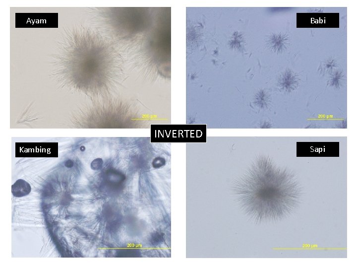 Ayam Babi INVERTED Kambing Sapi 