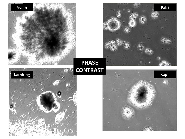 Ayam Kambing Babi PHASE CONTRAST Sapi 