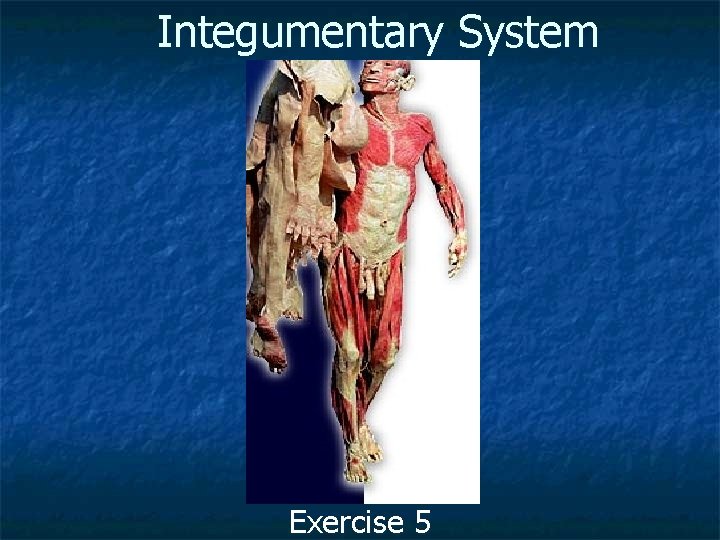 Integumentary System Exercise 5 