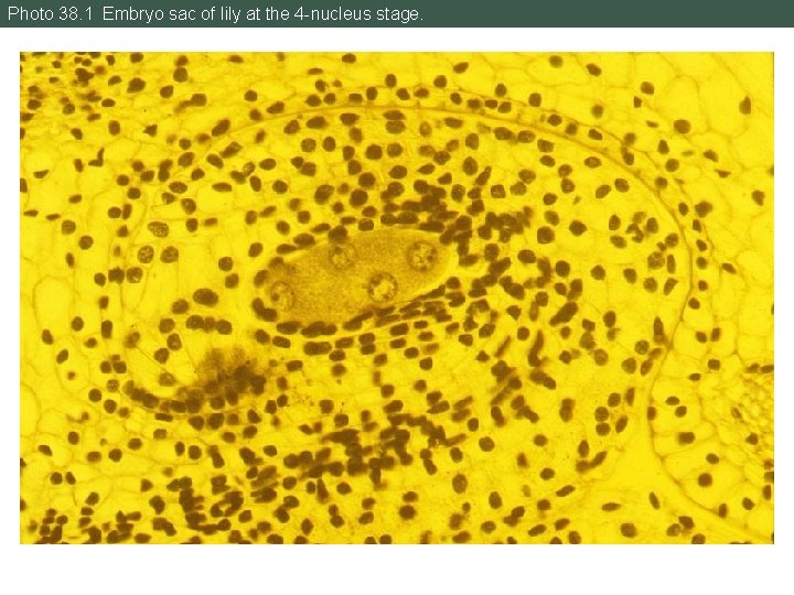 Photo 38. 1 Embryo sac of lily at the 4 -nucleus stage. 