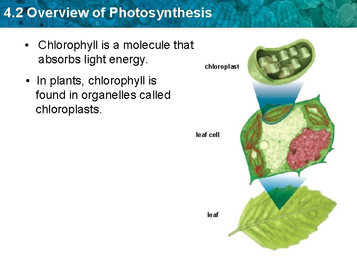 4. 2 Overview of Photosynthesis • Chlorophyll is a molecule that absorbs light energy.