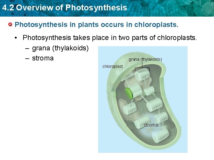 4. 2 Overview of Photosynthesis in plants occurs in chloroplasts. • Photosynthesis takes place