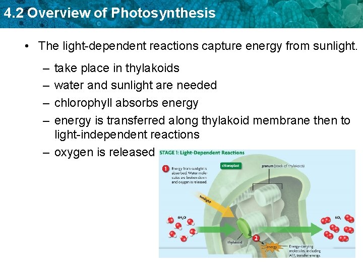 4. 2 Overview of Photosynthesis • The light-dependent reactions capture energy from sunlight. –
