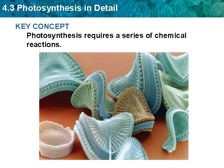 4. 3 Photosynthesis in Detail KEY CONCEPT Photosynthesis requires a series of chemical reactions.