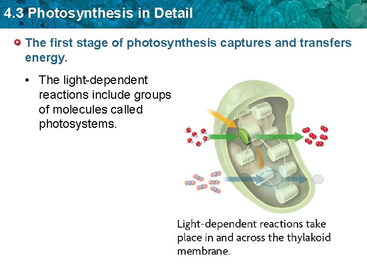 4. 3 Photosynthesis in Detail The first stage of photosynthesis captures and transfers energy.