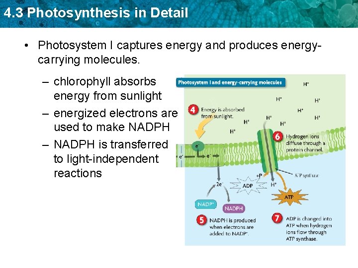 4. 3 Photosynthesis in Detail • Photosystem I captures energy and produces energycarrying molecules.