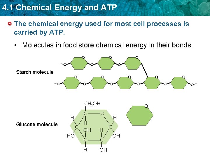 4. 1 Chemical Energy and ATP The chemical energy used for most cell processes