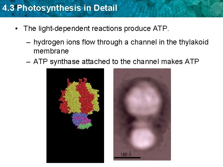 4. 3 Photosynthesis in Detail • The light-dependent reactions produce ATP. – hydrogen ions