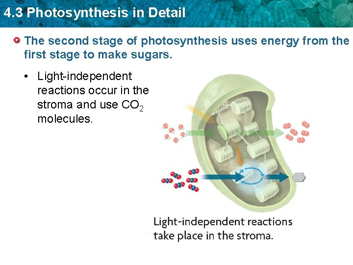 4. 3 Photosynthesis in Detail The second stage of photosynthesis uses energy from the