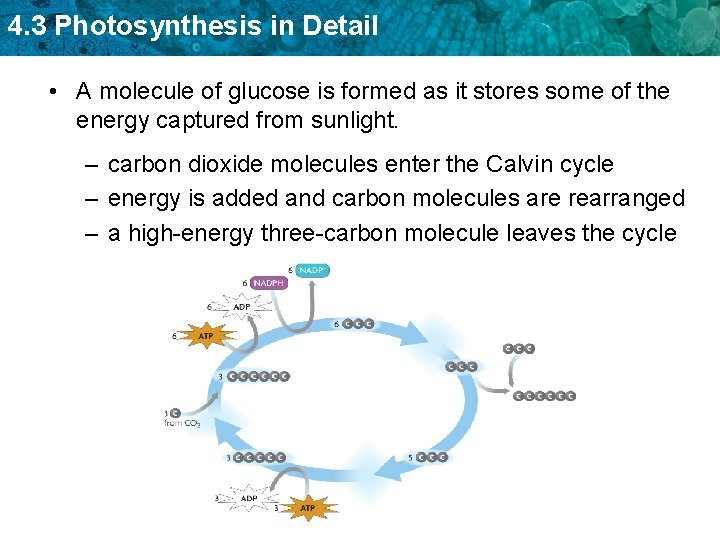 4. 3 Photosynthesis in Detail • A molecule of glucose is formed as it