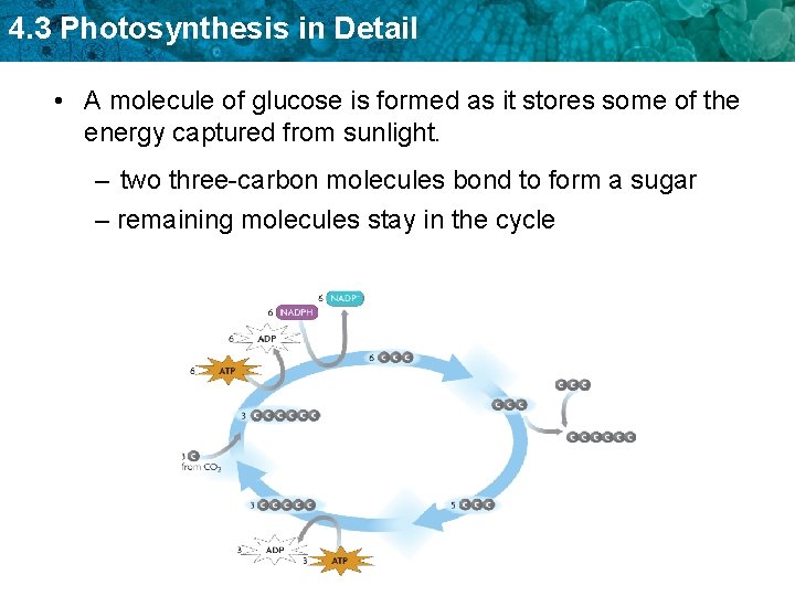 4. 3 Photosynthesis in Detail • A molecule of glucose is formed as it