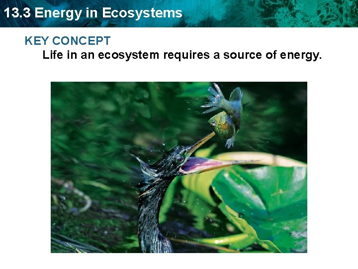 13. 3 Energy in Ecosystems KEY CONCEPT Life in an ecosystem requires a source