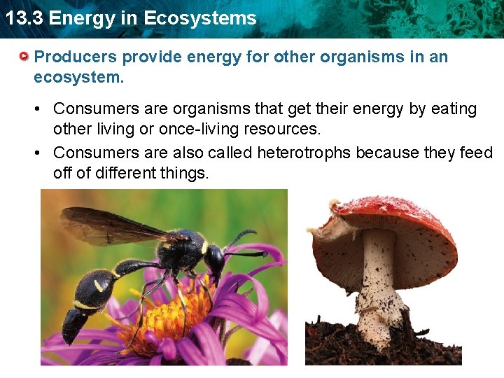 13. 3 Energy in Ecosystems Producers provide energy for other organisms in an ecosystem.