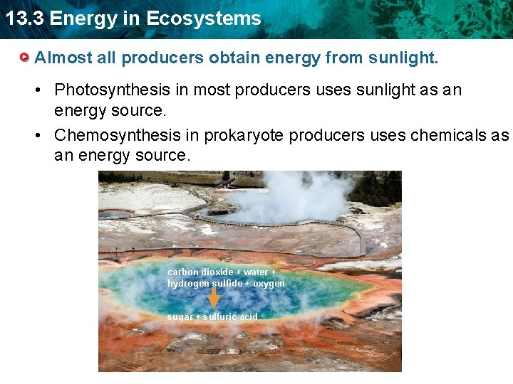 13. 3 Energy in Ecosystems Almost all producers obtain energy from sunlight. • Photosynthesis