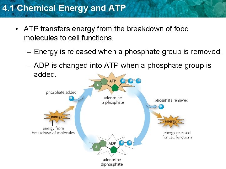 4. 1 Chemical Energy and ATP • ATP transfers energy from the breakdown of