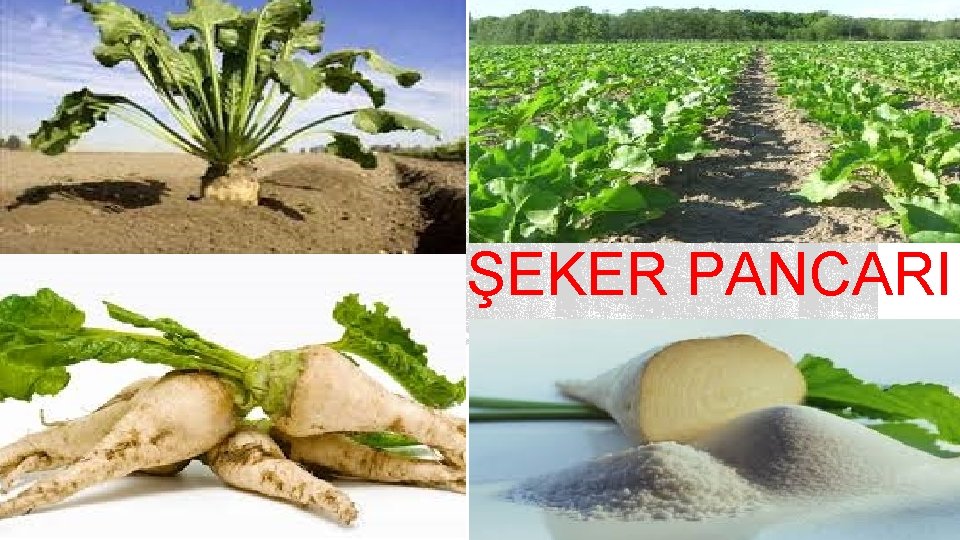 ŞEKER PANCARI 