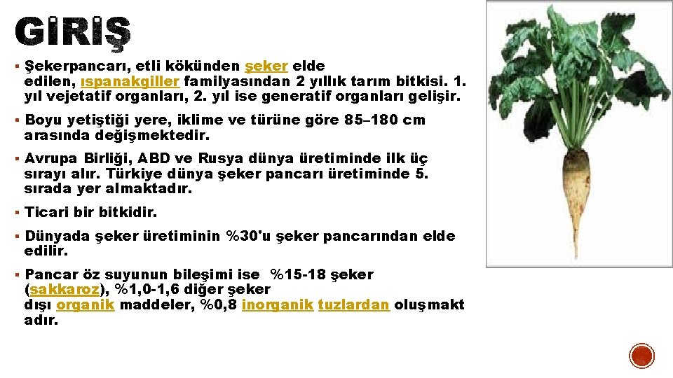 § Şekerpancarı, etli kökünden şeker elde edilen, ıspanakgiller familyasından 2 yıllık tarım bitkisi. 1.