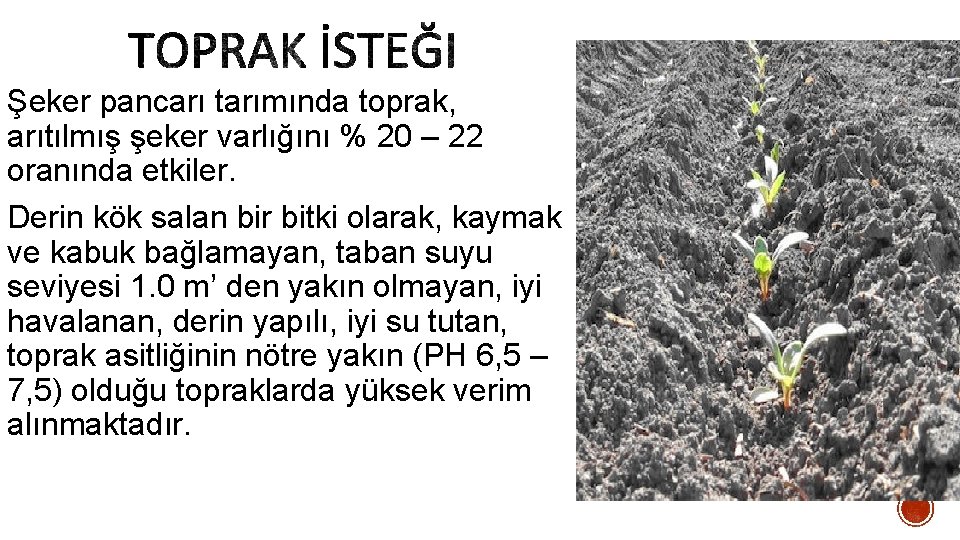 Şeker pancarı tarımında toprak, arıtılmış şeker varlığını % 20 – 22 oranında etkiler. Derin