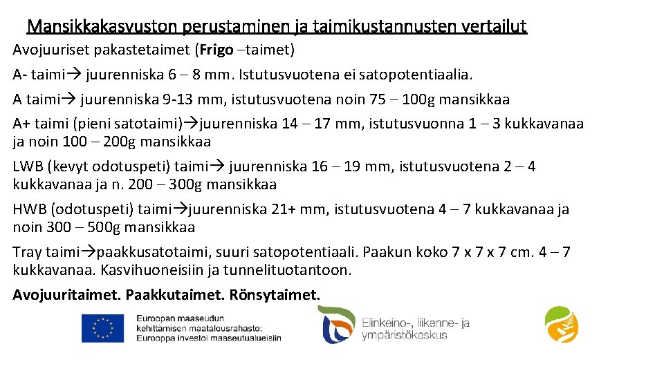 Mansikkakasvuston perustaminen ja taimikustannusten vertailut Avojuuriset pakastetaimet (Frigo –taimet) A- taimi juurenniska 6 –