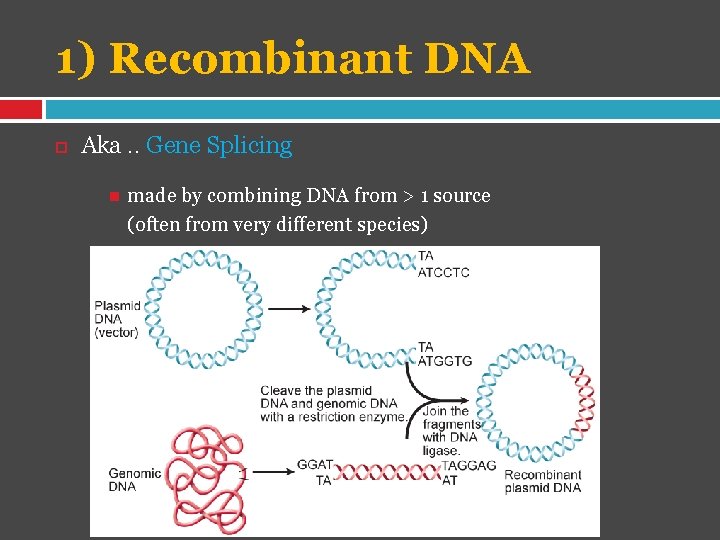 1) Recombinant DNA Aka. . Gene Splicing made by combining DNA from > 1
