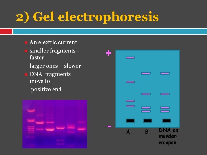 2) Gel electrophoresis An electric current smaller fragments faster larger ones – slower DNA