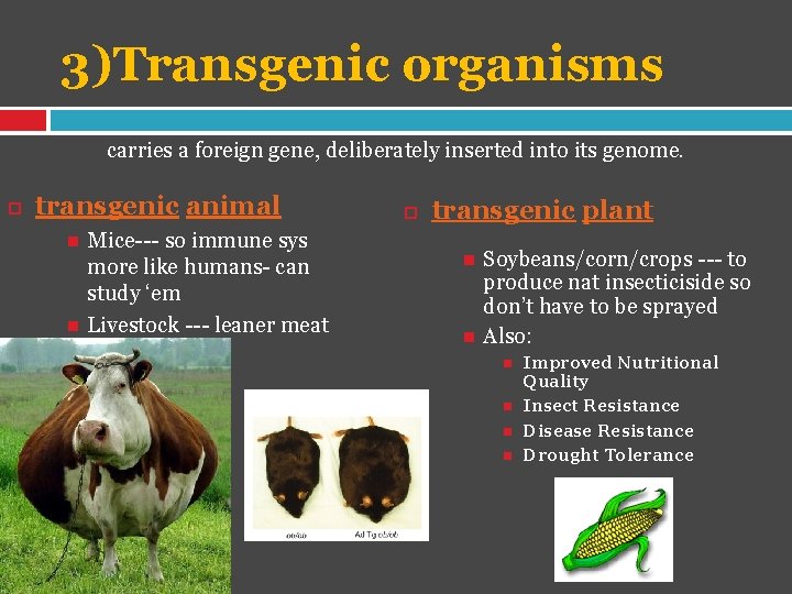 3)Transgenic organisms carries a foreign gene, deliberately inserted into its genome. transgenic animal Mice---