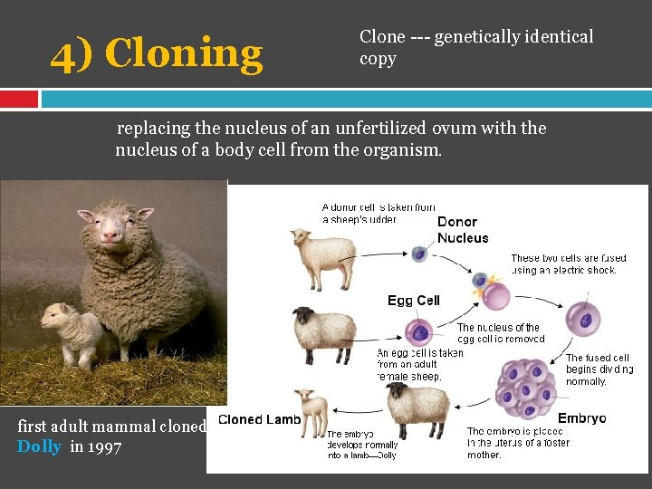 4) Cloning Clone --- genetically identical copy replacing the nucleus of an unfertilized ovum