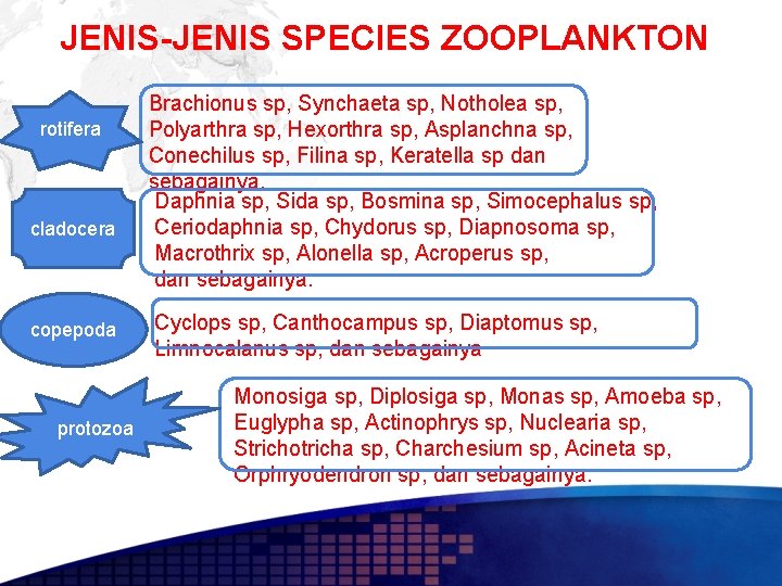 JENIS-JENIS SPECIES ZOOPLANKTON rotifera cladocera copepoda protozoa Brachionus sp, Synchaeta sp, Notholea sp, Polyarthra